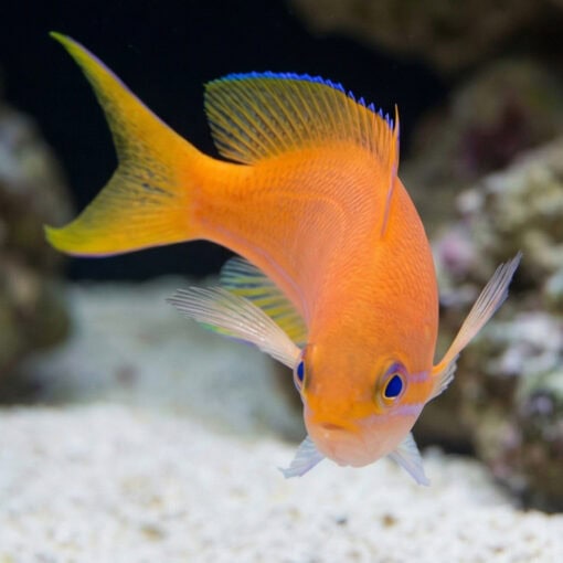 Pink Square Anthias - Image 5