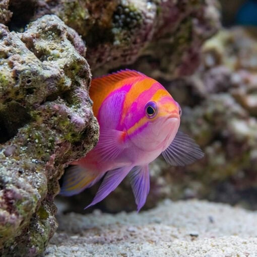 Pink Square Anthias - Image 2