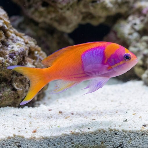 Pink Square Anthias - Image 3
