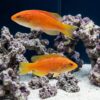 Squires Fairy Wrasse