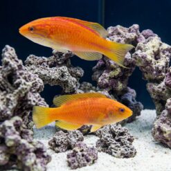 Squires Fairy Wrasse