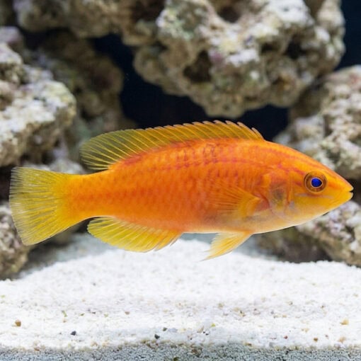 Squires Fairy Wrasse - Image 4