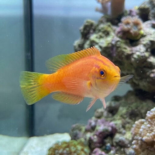 Squires Fairy Wrasse - Image 5