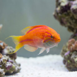 Alternative view of Squires Fairy Wrasse