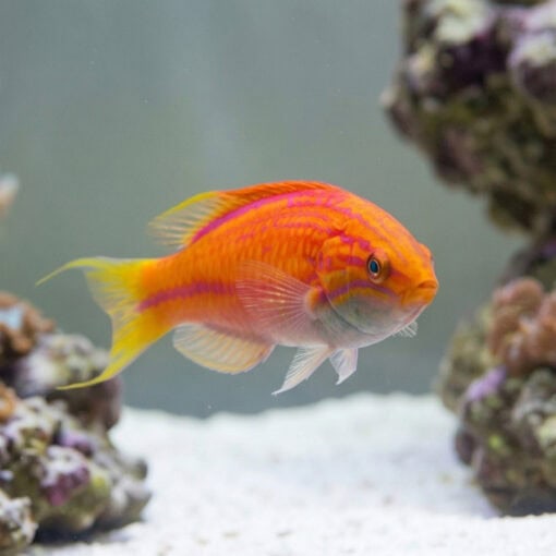 Squires Fairy Wrasse - Image 2