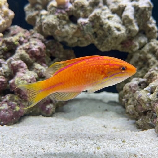 Squires Fairy Wrasse - Image 3
