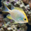 Staghorn Damsel: Yellow