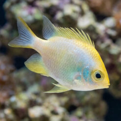 Staghorn Damsel: Yellow
