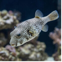 Star Puffer