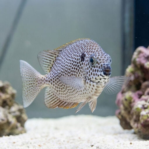 Brown-Spotted Rabbitfish - Image 2