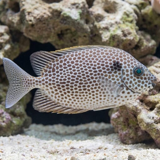 Brown-Spotted Rabbitfish - Image 3