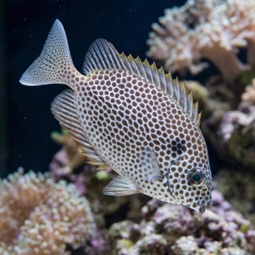 Brown-Spotted Rabbitfish - Image 4