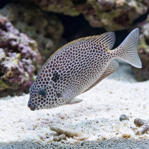 Brown-Spotted Rabbitfish - Image 5