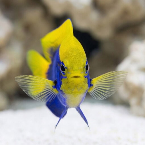 Starcki Damsel - Image 2