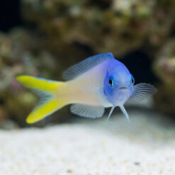 Alternative view of Bluejaw Tile Goby