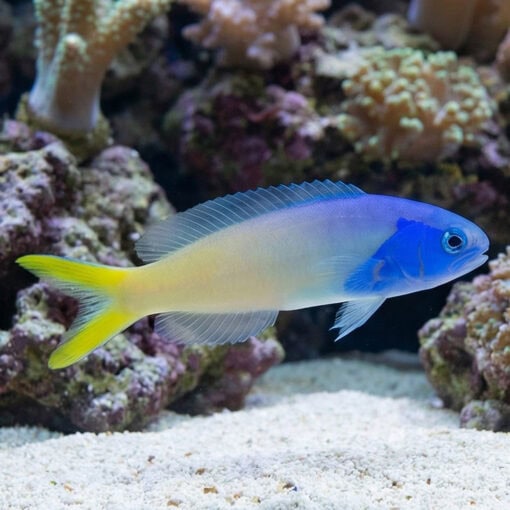 Bluejaw Tile Goby - Image 3