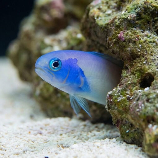 Bluejaw Tile Goby - Image 4
