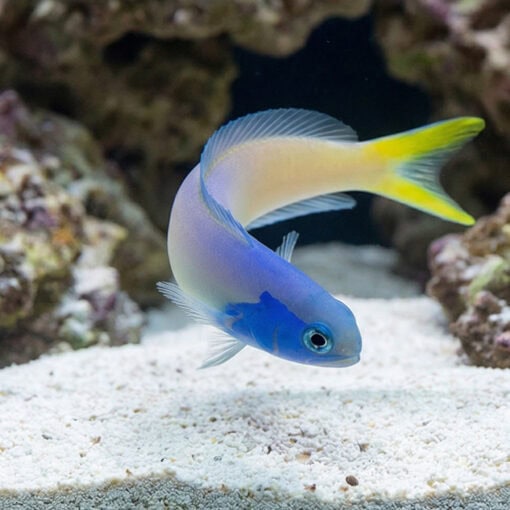 Bluejaw Tile Goby - Image 5