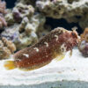 Starry Blenny