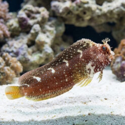 Starry Blenny