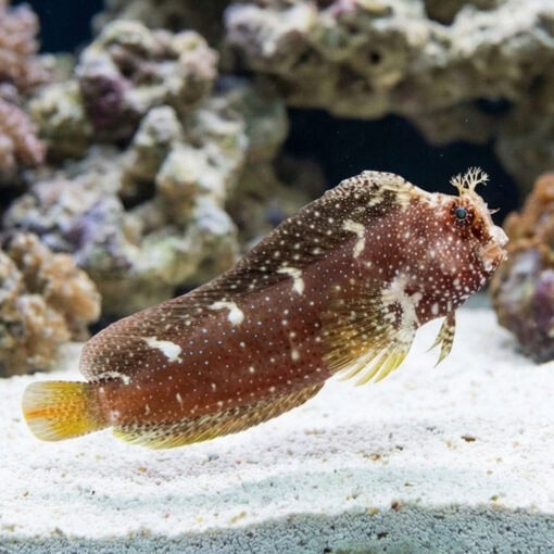 Starry Blenny