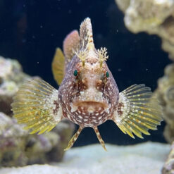 Alternative view of Starry Blenny