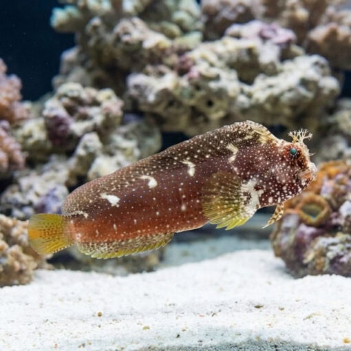 Starry Blenny - Image 3
