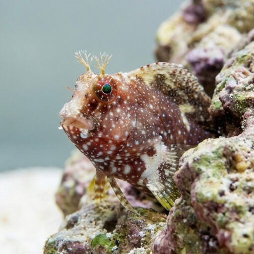 Starry Blenny - Image 4