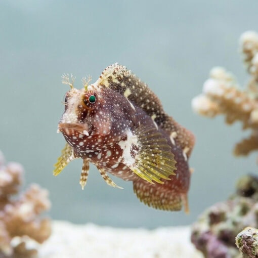 Starry Blenny - Image 5
