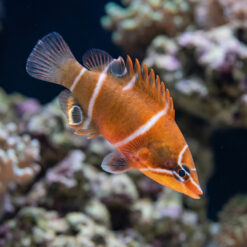 Starry Eye Possum Wrasse