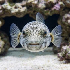 Alternative view of Star Puffer