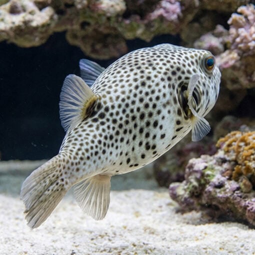 Star Puffer - Image 4