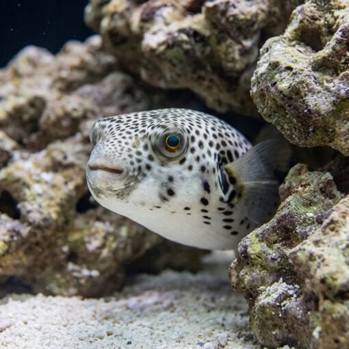 Star Puffer - Image 5