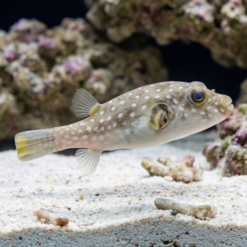 Stars and Stripes Puffer - Image 3