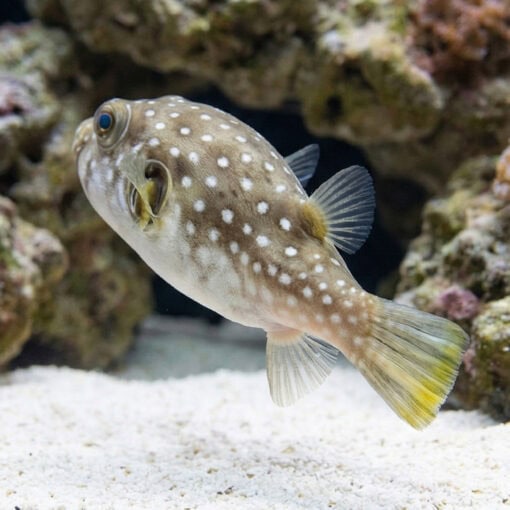 Stars and Stripes Puffer - Image 4