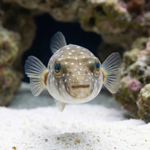 Stars and Stripes Puffer - Image 5