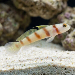 Steinit's Shrimp Goby