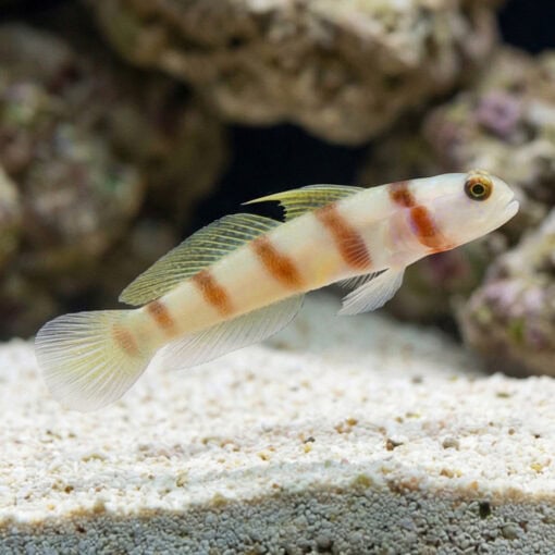 Steinit's Shrimp Goby