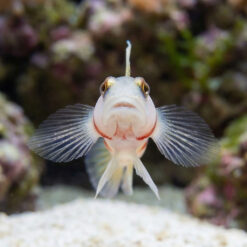 Alternative view of Steinit's Shrimp Goby