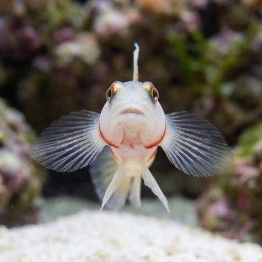 Steinit's Shrimp Goby - Image 2
