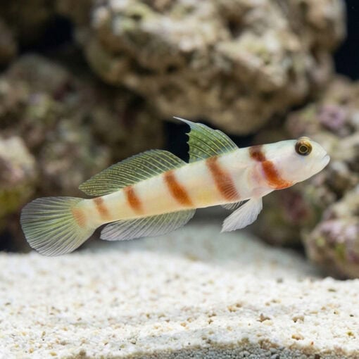 Steinit's Shrimp Goby - Image 3