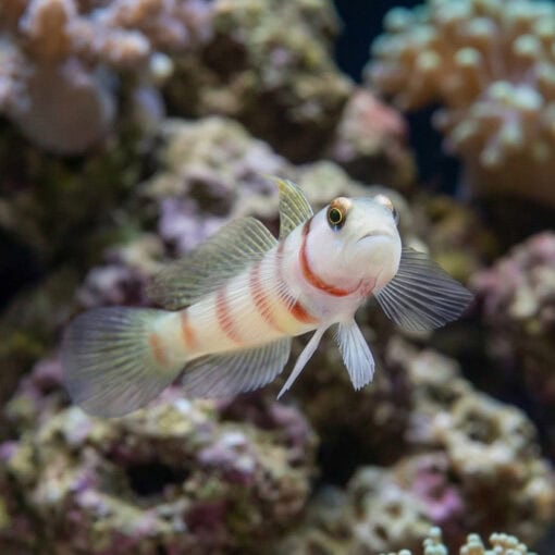 Steinit's Shrimp Goby - Image 4