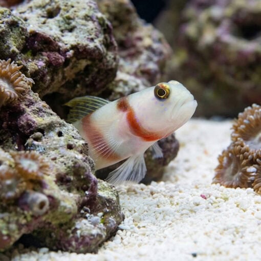 Steinit's Shrimp Goby - Image 5