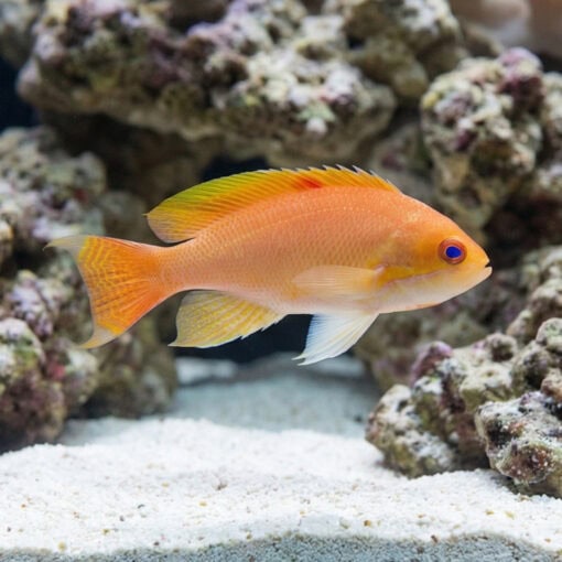 Stocky Anthias - Image 4