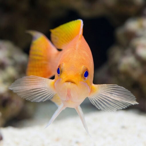 Stocky Anthias - Image 5