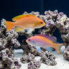 Stocky Anthias