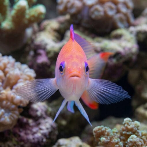 Stocky Anthias - Image 2