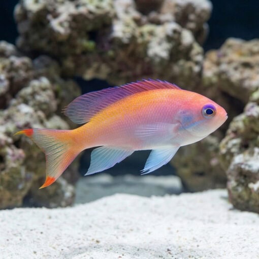 Stocky Anthias - Image 3