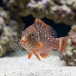 Alternative view of Stoplight Parrotfish