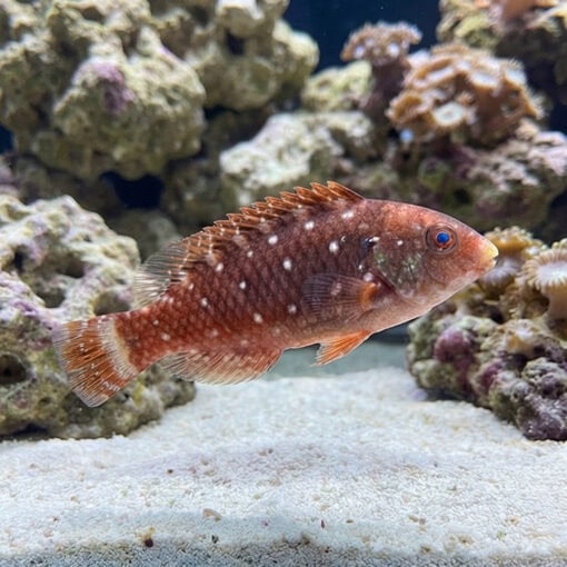 Stoplight Parrotfish - Image 3